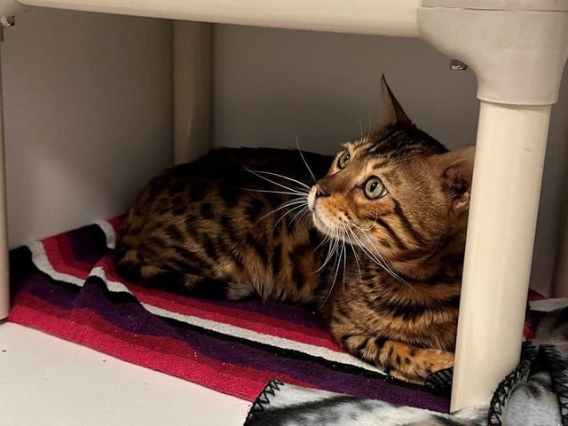 These Bengal cats were seized in late May 2025 from a Vernon property where the wild hybrid domestic felines were being kept in a state of distress, says the B.C. SPCA.