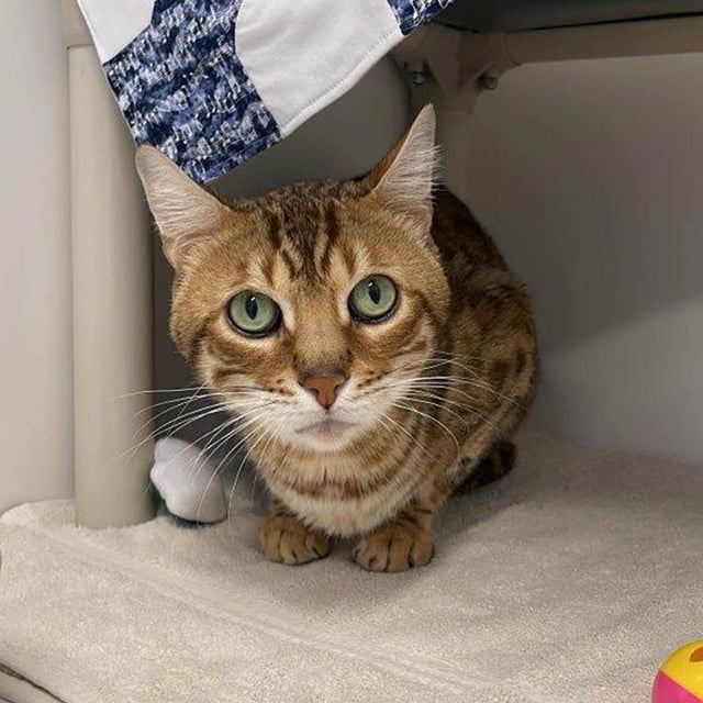  These Bengal cats were seized in late May 2025 from a Vernon property where the wild hybrid domestic felines were being kept in a state of distress, says the B.C. SPCA.