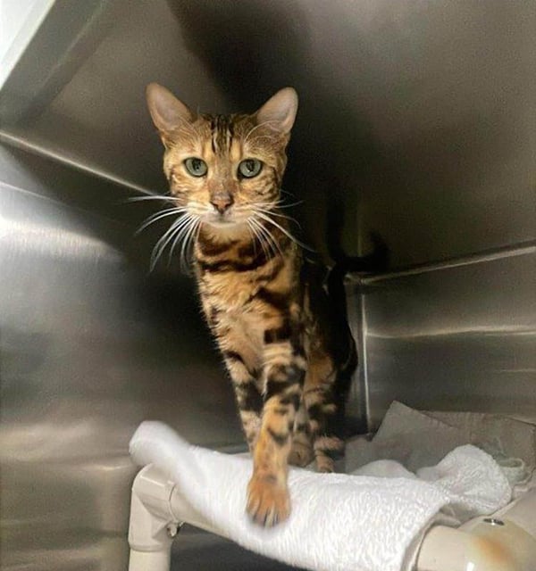  These Bengal cats were seized in late May 2025 from a Vernon property where the wild hybrid domestic felines were being kept in a state of distress, says the B.C. SPCA.