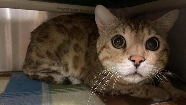  These Bengal cats were seized in late May 2025 from a Vernon property where the wild hybrid domestic felines were being kept in a state of distress, says the B.C. SPCA.