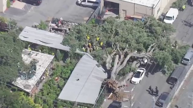 A large tree is down in San Mateo. (June 4, 2025)