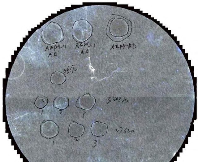 Samples of a pathogen identified by the U.S. Department of Justice as Fusarium graminearum, a fungus it said was classified in scientific literature as a potential agroterrorism weapon, are seen in a criminal complaint by the FBI against Chinese researcher Zunyong Liu and his girlfriend Yunqing Jian dated June 2, 2025.  U.S. District Court for the Eastern District of Michigan/Handout via REUTERS.  THIS IMAGE HAS BEEN SUPPLIED BY A THIRD PARTY