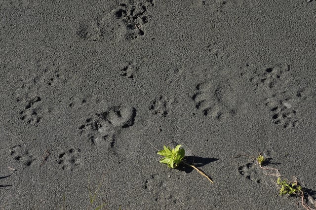 Wildlife footprints are visible on a bank of the Klamath River, Thursday, Sept. 19, 2024, in Humboldt County, Calif. (AP Photo/Godofredo A. Vásquez)