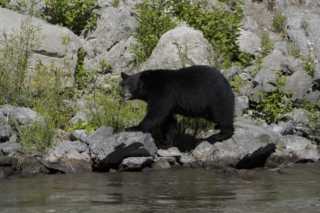 A black bear walks along a rocky bank of the Klamath River, Thursday, Sept. 19, 2024, in Humboldt County, Calif. (AP Photo/Godofredo A. Vásquez)