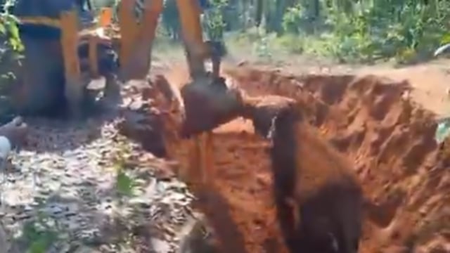 Forest staff saved a trapped elephant calf in Raigarh; its touching gesture of gratitude towards the rescue machine went viral online.