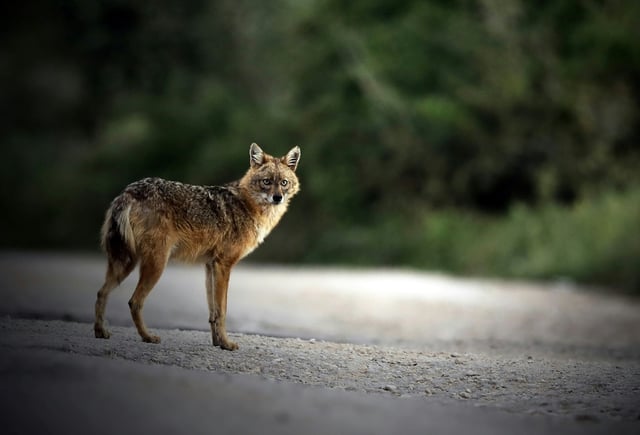 Auf Sylt kann die Jagd auf einen für die Tötung von fast 80 Lämmern verantwortlichen Goldschakal beginnen. Die zuständige Behörde erteilte eine Ausnahmegenehmigung zur sogenannten Entnahme des geschützten Raubtiers. Sie trat bereits in Kraft.