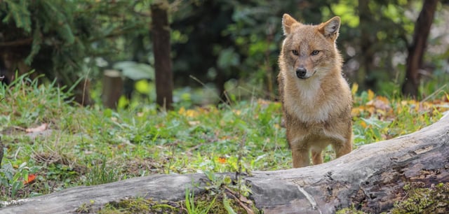 Ein Goldschakal (Canis aureus) in einem Wald. Zur gleichen Art wie auf diesem Symbolbild gehört das Tier auf Sylt