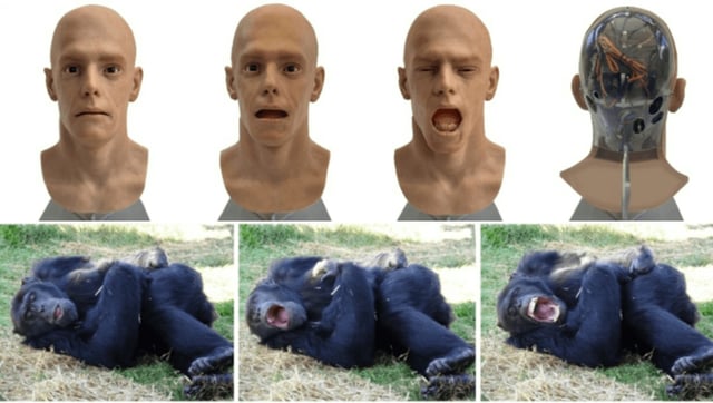 Chimpanzees Catch Yawns From Androids In Breakthrough For Contagious Yawning Research