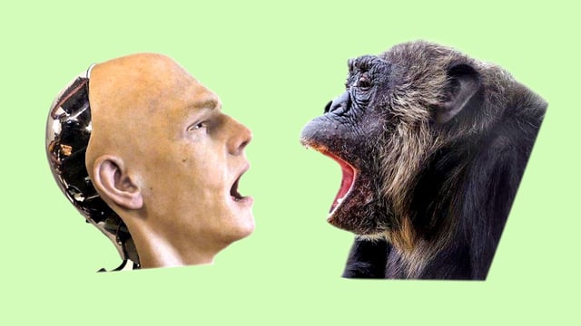 Researchers programmed a humanoid robotic head with lifelike skin and facial features to yawn as humans do, and exposed 14 adult chimps to it