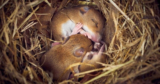 Baby mice born to iron-deficient moms didn't always have the sex organs that match their chromosomes in an new study led by researchers at Osaka University
