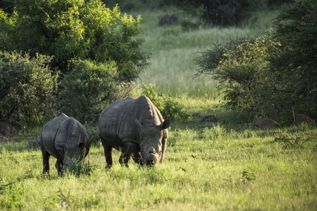 Two de-horned rhinos graze in South Africa's Pilanesberg National Park, Feb. 25, 2025. (AP Photo/Jerome Delay)