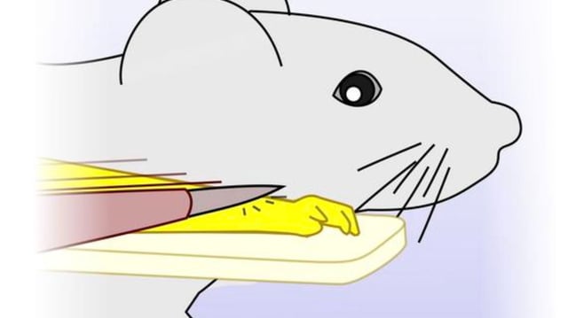 The rubber-hand illusion was translated to the mouse model. Just like in humans, embodiment in mice can be achieved by brushing the real forelimb of the mouse and the artificial limb (yellow) in synchrony to generate matching visual and touch percepts.