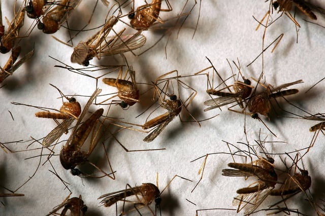 HEMET, CA – APRIL 26:  A field sample of mosquitoes that could carry West Nile Virus is seen at offices of the Riverside County Department of Environmental Health on April 26, 2007 in Hemet, California. California health officials announced this week that West Nile Virus season is starting earlier than usual because of an unusually warm March. Mosquitoes that carry the virus have begun breeding earlier than usual and the West Nile Virus has been detected in mosquito pools, birds, or horses in eight California counties. Although the virus has not been detected in humans so far this year, 24 people have died and 1,200 sickened by the virus over the past two years in California. West Nile can be transmitted from infected birds, squirrels, and other animals to humans and animals such as horses through several varieties of female mosquitoes. The disease first appeared in the United States in 1999 in New York and killed hundreds of people during its westward expansion before gaining a firm foothold in California in 2004. In reaction to the early start of West Nile Virus season, the California State Legislature this week declared April 23-29 “West Nile Virus and Mosquito and Vector Control Awareness Week”. The effected counties include Imperial, Los Angeles, Orange, Riverside, Santa Clara, San Diego, Sonoma and Stanislaus.  (Photo by David McNew/Getty Images)