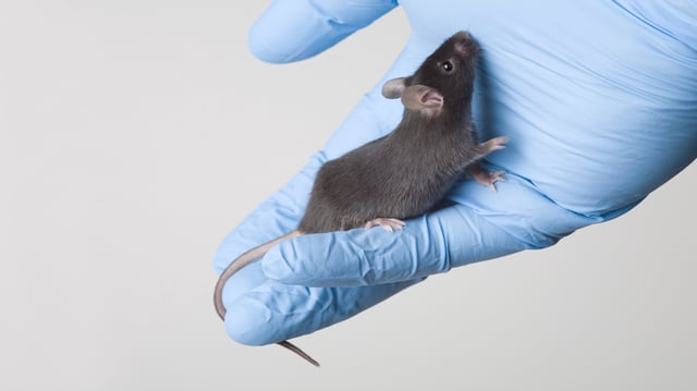 An illustrative image of a laboratory mouse.
