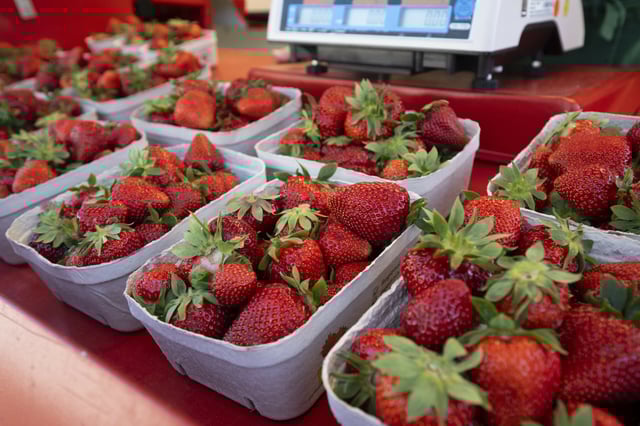 Eine Schale Erdbeeren gibt es aktuell schon ab circa zwei Euro. (Symbolbild)
