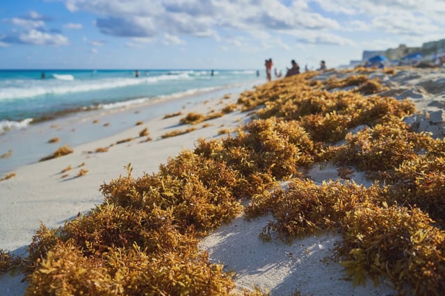 Sargasso piled up on the beach