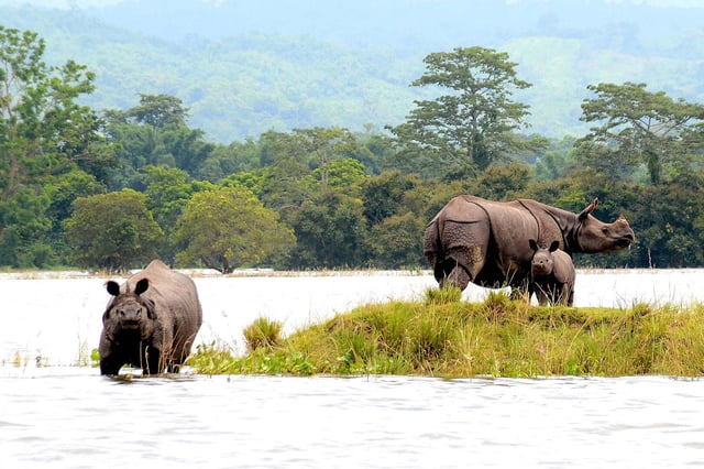 Banner image of rhinos in Kaziranga National Park in Assam, India, where it floods annually during the monsoons (for representation). Photo by Diganta Talukdar via Wikimedia Commons (CC BY-SA 4.0)
