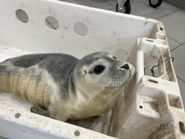 Die Feuerwehr hat diesen jungen Seehund auf der Deichpromenade in Bremerhaven gerettet.