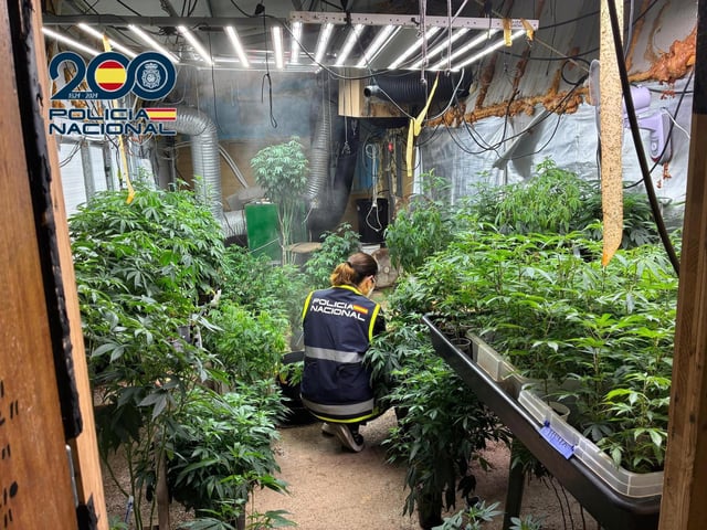 Una agente de la Policía Nacional, en la plantación de marihuana ahora desmantelada en Nàquera.