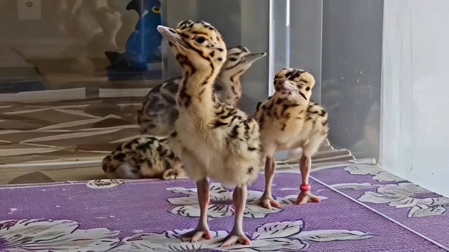 Great Indian Bustard