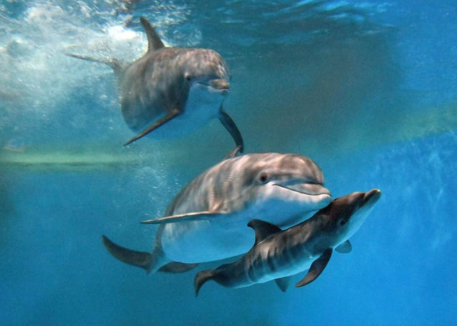 Bottlenose dolphins Allie and Tapeko are joined by the newly born calf at the Brookfield Zoo Chicago on June 7, 2025. (Brookfield Zoo Chicago)