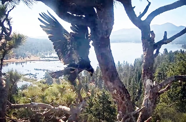 Big Bear eaglet Gizmo slips and falls while practicing wing flapping at the farthest point out on a branch before flying away from the nest Saturday morning, June 7, 2025. (Screenshot courtesy of Friends of Big Bear Valley)