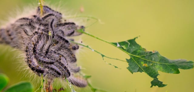 Die Brennhaare der Raupe des Eichenprozessionsspinners können zu allergischen Reaktionen führen