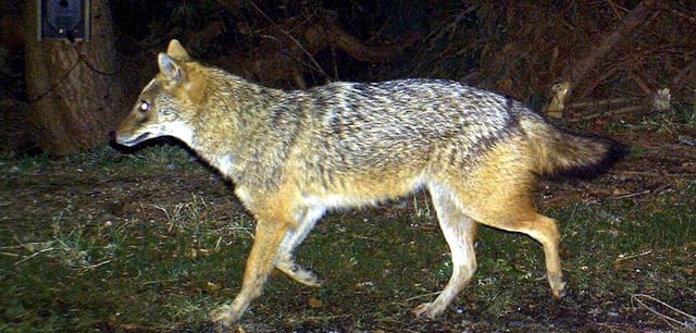 Kleiner als ein Wolf, größer als ein Fuchs – der Goldschakal breitet sich in mehreren Gebieten Deutschlands aus