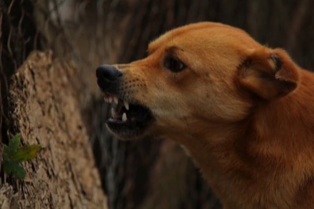 Dog Representation image. (Photo:IANS)