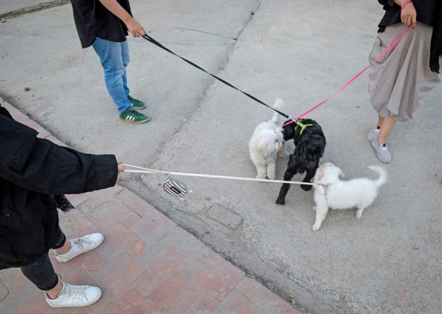 Des Iraniens promènent leurs chiens dans un parc à Téhéran, le 17 juin 2021