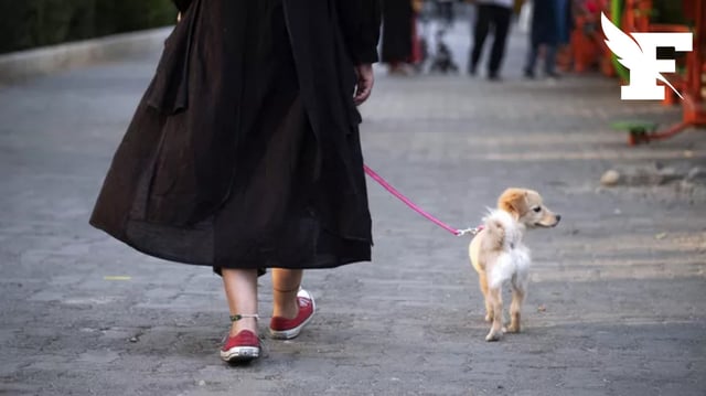 Iran: une vingtaine de villes interdisent de promener son chien dans la rue pour «des raisons d'hygiène»