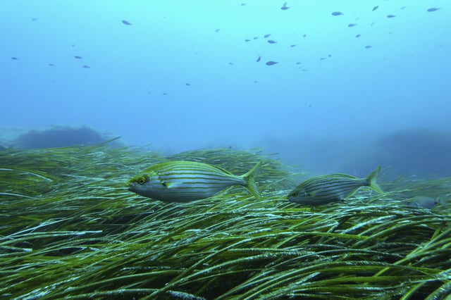 Salema porgy swim near seagrass in the protected area of France's Porquerolles National Park ahead of the U.N. Ocean Conference on Friday, June 6, 2025. (AP Photo/Annika Hammerschlag)