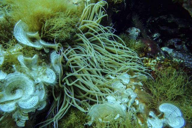 Anemone and peacock's tail are visible in the protected area of France's Port-Cros National Park ahead of the U.N. Ocean Conference, Saturday, June 7, 2025, (AP Photo/Annika Hammerschlag)