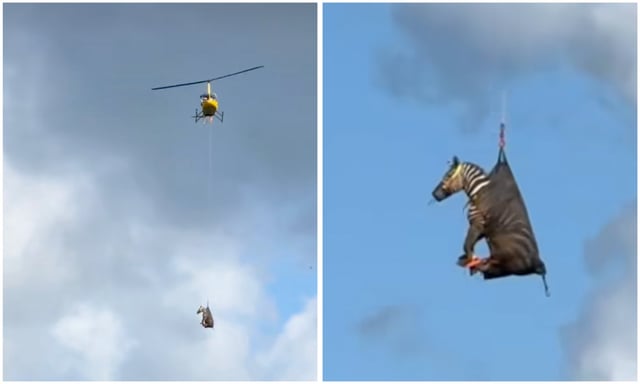 An escaped zebra named Ed is airlifted in Rutherford County, Tennessee on Sunday, June 8, 2025.  (Rutherford County Sheriff&#39;s Office)