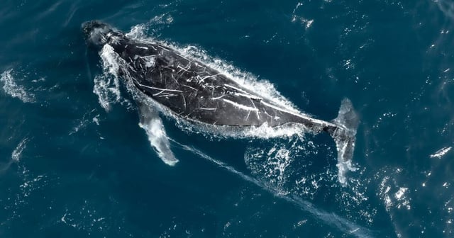 The entangled humpback whale, as seen of Sydney's northern beaches on Sunday, June 8. Supplied picture by Steve Trikoulis