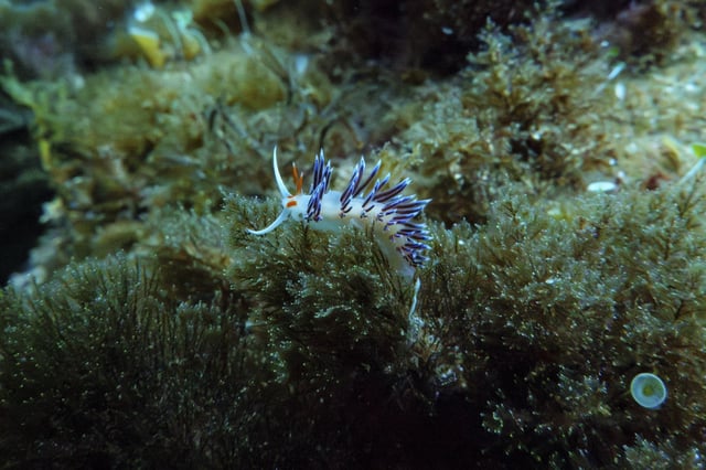 A wandering cratena, or nudibranch, is visible in the protected area of France's Porquerolles National Park ahead of the U.N. Ocean Conference on Friday, June 6, 2025. (AP Photo/Annika Hammerschlag)