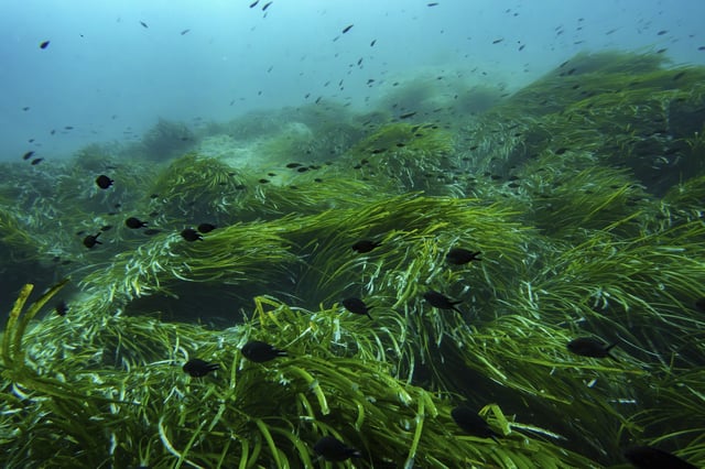Fish swim in the protected area of France's Port-Cros National Park ahead of the U.N. Ocean Conference, Saturday, June 7, 2025, (AP Photo/Annika Hammerschlag)