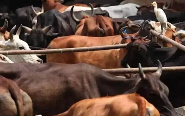cattle 