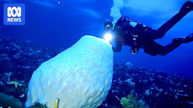 A large white coral-like boulder tube and a scuba diver in deep blue water.