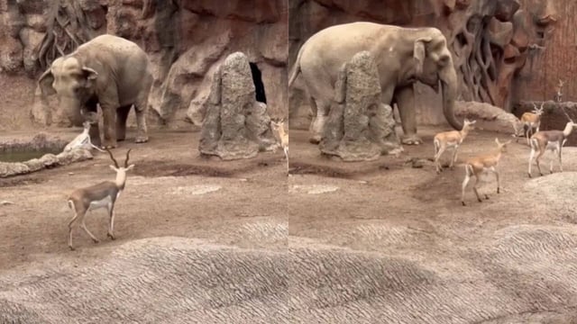 Elephant Saves Drowning Gazelle