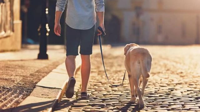 Dog Walking injuries On The Rise Among Adults And Children in the US
