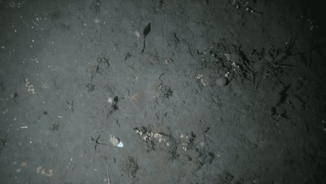 World-First Footage Shows How Ship Anchors Are Ripping Up Antarctica's Once-Pristine Seabed Ecosystem