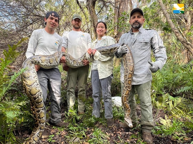 Conservancy of Southwest Florida team members, from left to right, Jason Edelkind, Ian Easterling, Kathryn Koo and Ian Bartoszek, holding a 16-foot 130-lb female Burmese python captured while tracking a male scout snake during the 2024-2025 breeding season. (Courtesy Conservancy of Southwest Florida)
