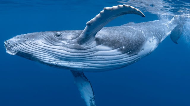 The bubbles were seen when the whale lingered in curiosity near human observers