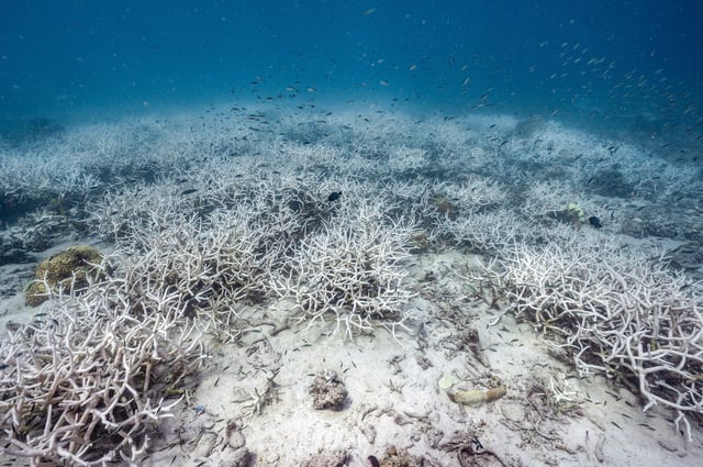 Fish swim around a bleached coral reef
