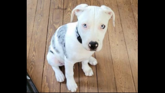 A federal lawsuit over a New Orleans police officer fatally shooting a Louisiana couple’s 4-month-old puppy, Apollo, has made its way to trial, according to court records.