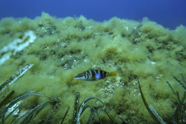 A painted comber swims in the protected area of France's Port-Cros National Park ahead of the U.N. Ocean Conference, Saturday, June 7, 2025, (AP Photo/Annika Hammerschlag)