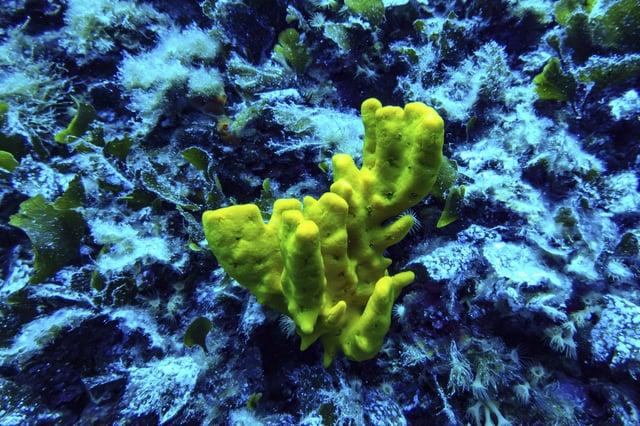 Coral is visible in the protected area of France's Porquerolles National Park ahead of the U.N. Ocean Conference on Friday, June 6, 2025. (AP Photo/Annika Hammerschlag)