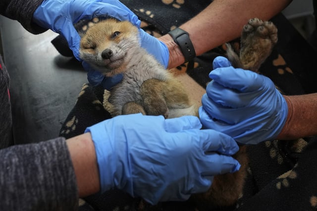 Volunteers examine a fox cub at the hospital run by The Fox Project after being rescued near Tonbridge, England, Thursday, May 22, 2025. (AP Photo/Frank Augstein)