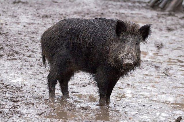 Image featuring a wild boar